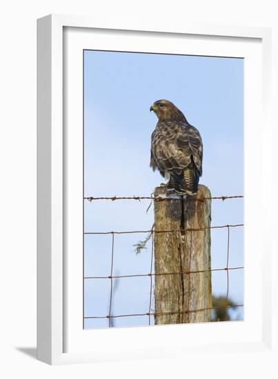 Common Buzzard on Fence Post-null-Framed Photographic Print