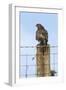 Common Buzzard on Fence Post-null-Framed Photographic Print