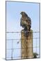 Common Buzzard on Fence Post-null-Mounted Photographic Print