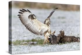 Common Buzzard Two Fighting over Food in Winter-null-Stretched Canvas