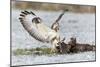 Common Buzzard Two Fighting over Food in Winter-null-Mounted Photographic Print