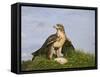 Common Buzzard with Prey-null-Framed Stretched Canvas