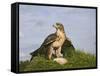 Common Buzzard with Prey-null-Framed Stretched Canvas