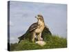 Common Buzzard with Prey-null-Stretched Canvas