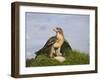 Common Buzzard with Prey-null-Framed Photographic Print