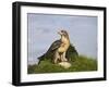 Common Buzzard with Prey-null-Framed Photographic Print