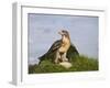 Common Buzzard with Prey-null-Framed Photographic Print