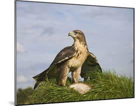 Common Buzzard with Prey-null-Mounted Photographic Print