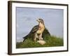 Common Buzzard with Prey-null-Framed Photographic Print