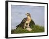 Common Buzzard with Prey-null-Framed Photographic Print