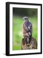 Common Buzzard-Colin Varndell-Framed Photographic Print