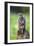 Common Buzzard-Colin Varndell-Framed Photographic Print