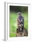 Common Buzzard-Colin Varndell-Framed Photographic Print