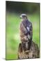 Common Buzzard-Colin Varndell-Mounted Photographic Print