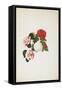 Common Camellias (Camellia Japonica)-Clara Maria Pope-Framed Stretched Canvas