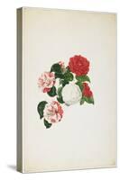 Common Camellias (Camellia Japonica)-Clara Maria Pope-Stretched Canvas