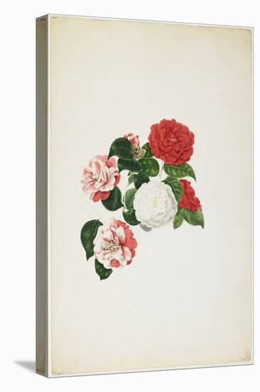 Common Camellias (Camellia Japonica)-Clara Maria Pope-Stretched Canvas