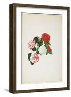 Common Camellias (Camellia Japonica)-Clara Maria Pope-Framed Giclee Print