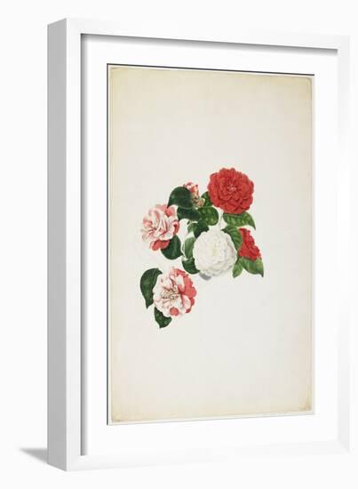 Common Camellias (Camellia Japonica)-Clara Maria Pope-Framed Giclee Print