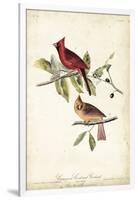 Common Cardinal Grosbeak-John James Audubon-Framed Art Print