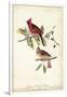 Common Cardinal Grosbeak-John James Audubon-Framed Art Print