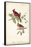 Common Cardinal Grosbeak-John James Audubon-Framed Stretched Canvas