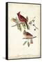 Common Cardinal Grosbeak-John James Audubon-Framed Stretched Canvas