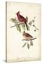 Common Cardinal Grosbeak-John James Audubon-Stretched Canvas