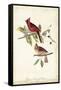 Common Cardinal Grosbeak-John James Audubon-Framed Stretched Canvas