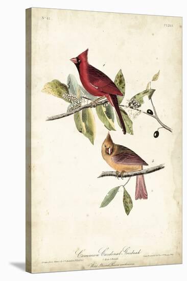 Common Cardinal Grosbeak-John James Audubon-Stretched Canvas