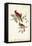 Common Cardinal Grosbeak-John James Audubon-Framed Stretched Canvas