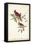 Common Cardinal Grosbeak-John James Audubon-Framed Stretched Canvas