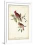 Common Cardinal Grosbeak-John James Audubon-Framed Art Print