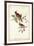 Common Cardinal Grosbeak-John James Audubon-Framed Art Print