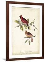 Common Cardinal Grosbeak-John James Audubon-Framed Art Print