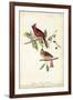 Common Cardinal Grosbeak-John James Audubon-Framed Art Print