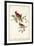 Common Cardinal Grosbeak-John James Audubon-Framed Art Print