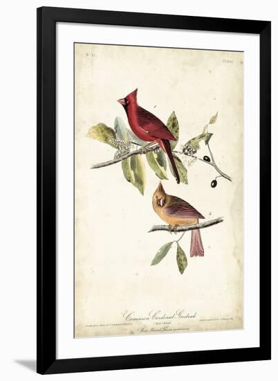 Common Cardinal Grosbeak-John James Audubon-Framed Art Print