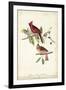 Common Cardinal Grosbeak-John James Audubon-Framed Art Print