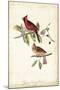 Common Cardinal Grosbeak-John James Audubon-Mounted Art Print