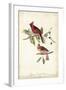 Common Cardinal Grosbeak-John James Audubon-Framed Art Print