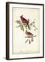 Common Cardinal Grosbeak-John James Audubon-Framed Art Print