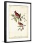 Common Cardinal Grosbeak-John James Audubon-Framed Art Print