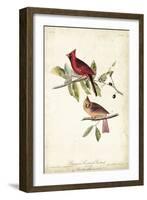 Common Cardinal Grosbeak-John James Audubon-Framed Art Print