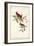 Common Cardinal Grosbeak-John James Audubon-Framed Art Print