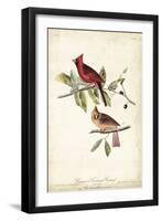 Common Cardinal Grosbeak-John James Audubon-Framed Art Print