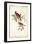 Common Cardinal Grosbeak-John James Audubon-Framed Art Print