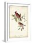 Common Cardinal Grosbeak-John James Audubon-Framed Art Print