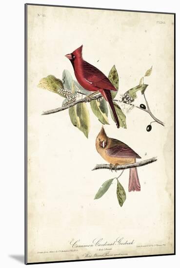 Common Cardinal Grosbeak-John James Audubon-Mounted Art Print