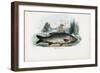 Common Carp, 1863-79-Raimundo Petraroja-Framed Giclee Print